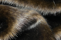 Фото 5 Ткань Мех Норки (имитация)